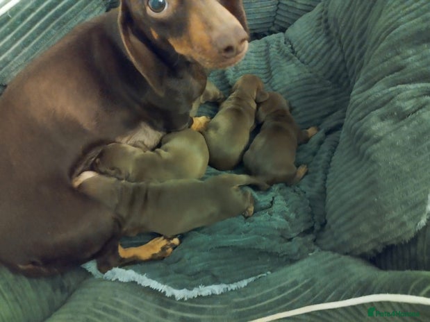 Miniature Dachshund dogs Chocolate mini dachshund - Advert 1