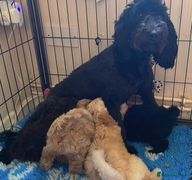 Labradoodle dogs READY NOW! Mini Labradoodles Health tested parents - Advert 1