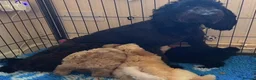 Labradoodle dogs for sale: READY NOW! Mini Labradoodles Health tested parents in Leicester - Advert 1