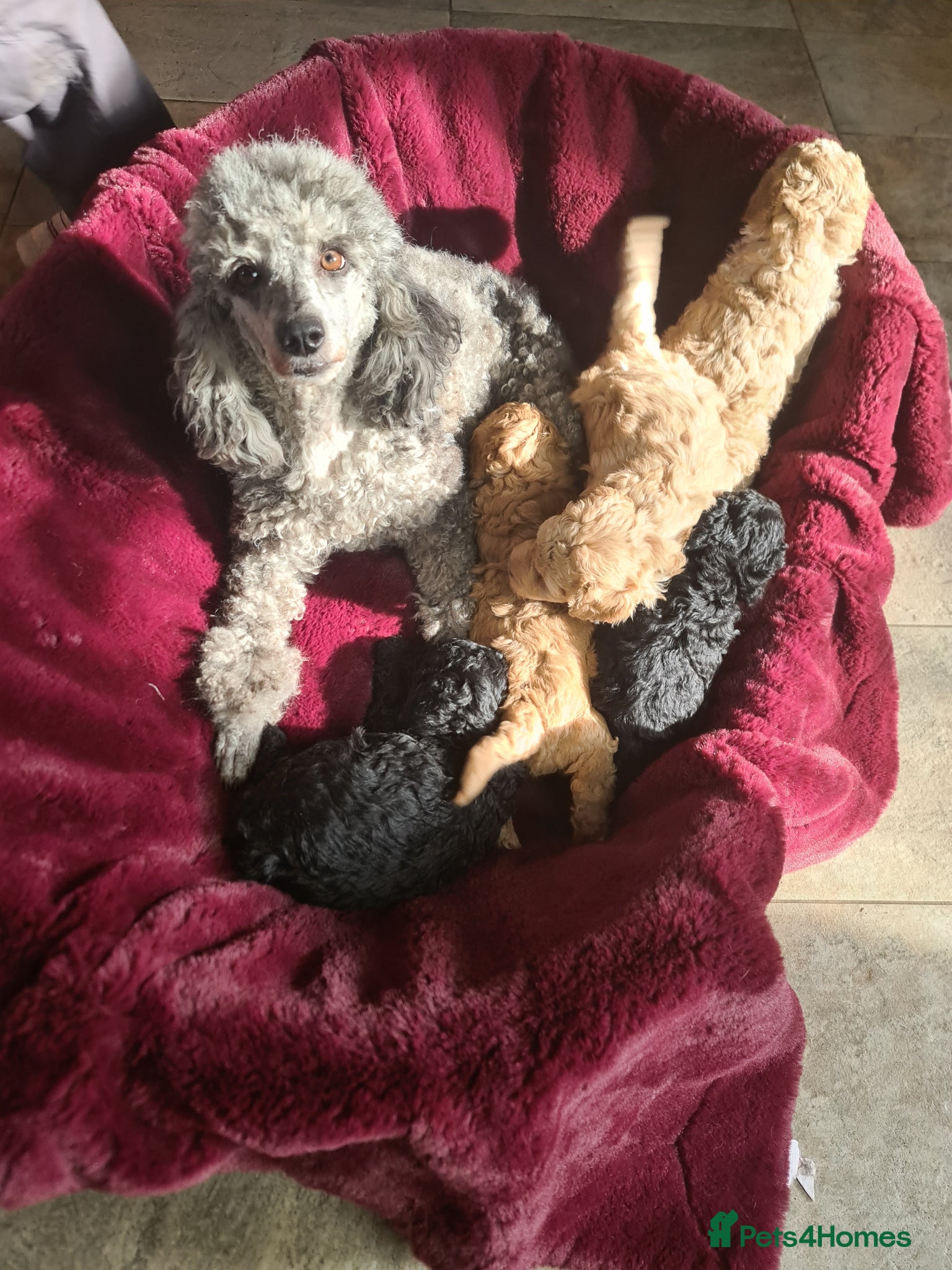 Miniature Poodle dogs Miniature Poodle Puppies for Sale - Advert 1