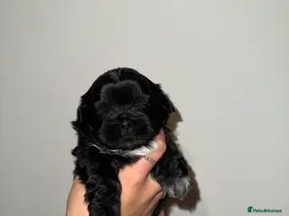Shih Tzu dogs Shih Tzu Puppies - Advert 12