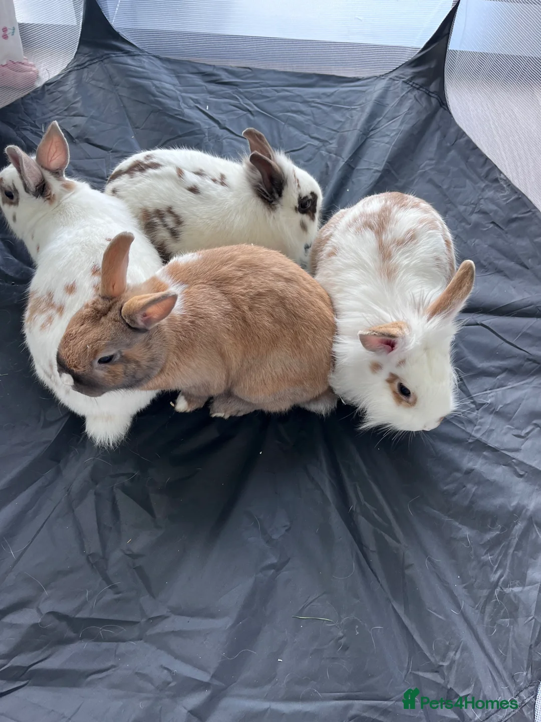 Mixed Breed rabbits for sale: Lionhead x Netherlands Dwarf Bunnies - Advert 2