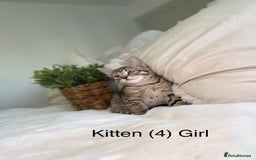 Mixed Breed cats for sale: 5 beautiful kittens 8 weeks old ready now  - Image 24