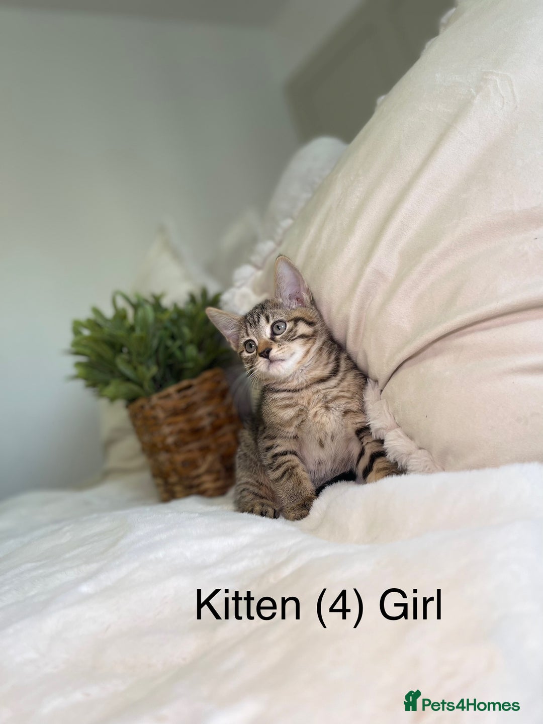 Mixed Breed cats for sale: 5 beautiful kittens 8 weeks old ready now  - Image 24