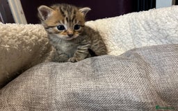 Persian cats for sale: Persian mother tabby daddy - Image 6