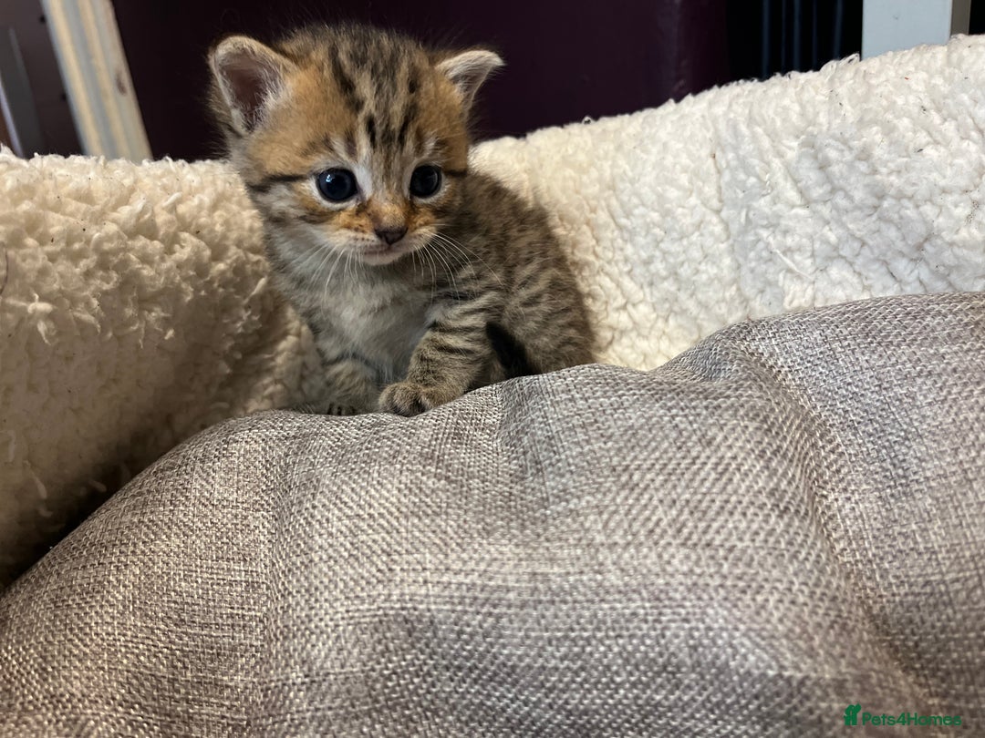 Persian cats for sale: Persian mother tabby daddy - Image 6