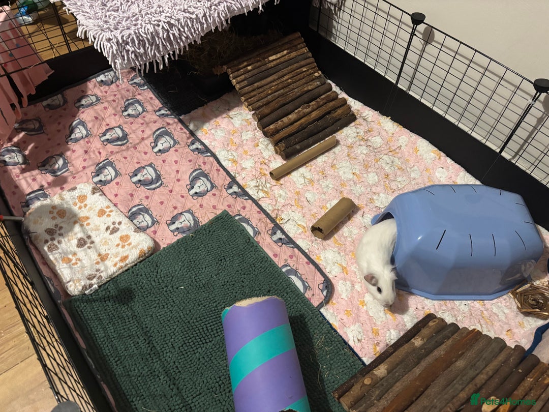 Guinea Pig rodents for sale: Four Guinea Pigs with Set Up and Accessories - Image 4