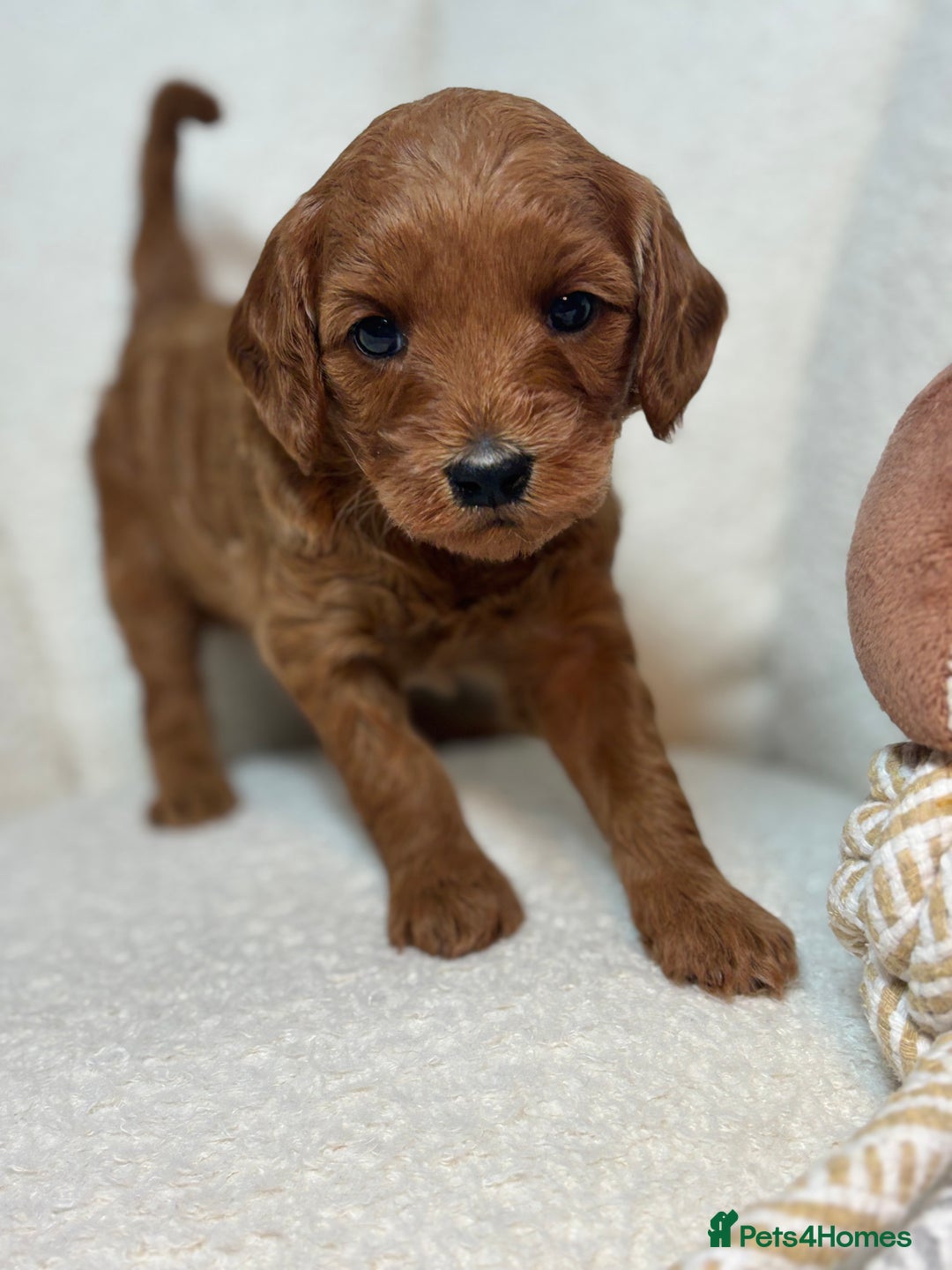 Goldendoodle dogs for sale: Red MINI Goldendoodle Puppies Hypoallergenic & DNA - Advert 5