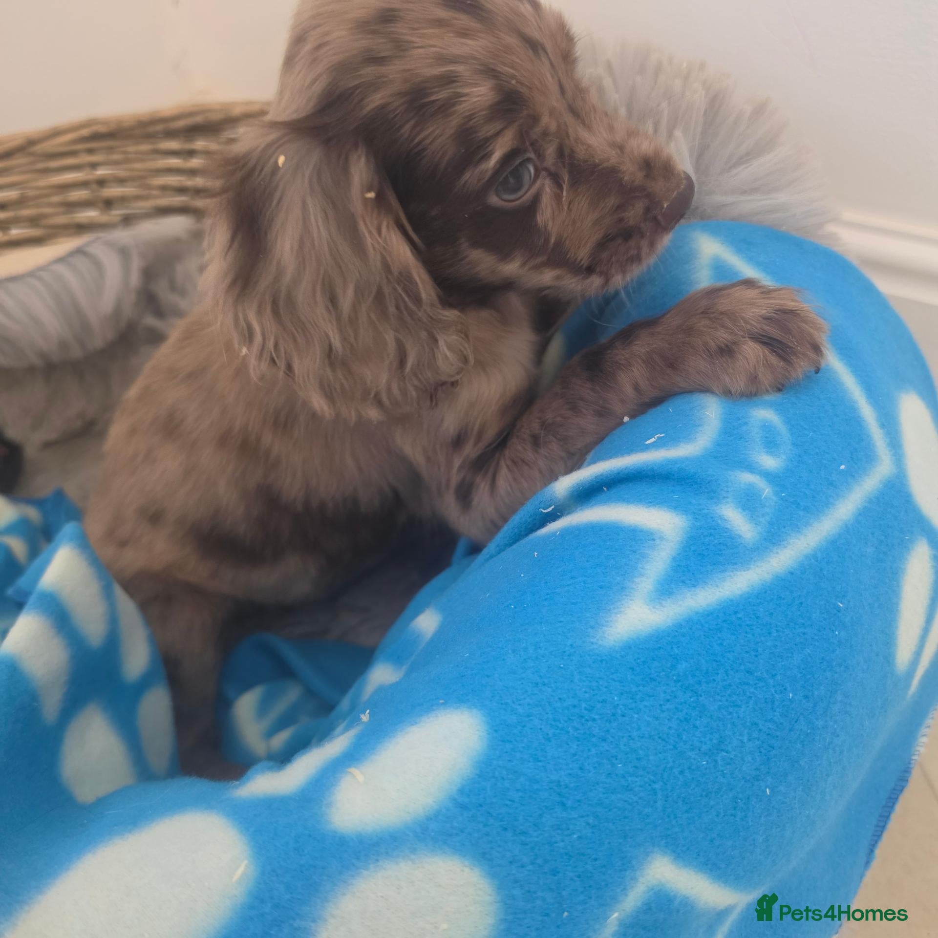 Cocker Spaniel dogs Gorgeous Working Type Cocker Spaniels - Advert 1