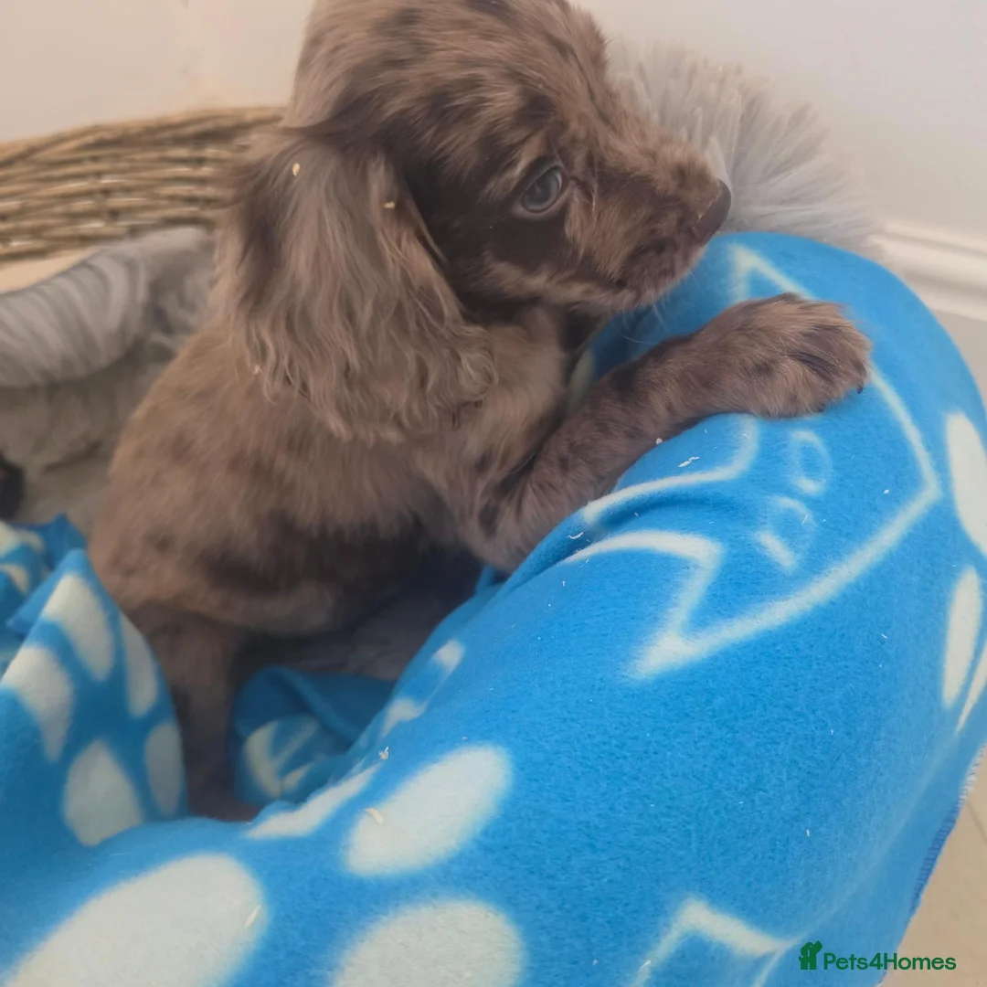 Cocker Spaniel dogs for sale: Gorgeous Working Type Cocker Spaniels - Advert 1