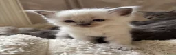 Ragdoll cats for sale: Gorgeous ragdolls 🤍🐾 - Advert 1