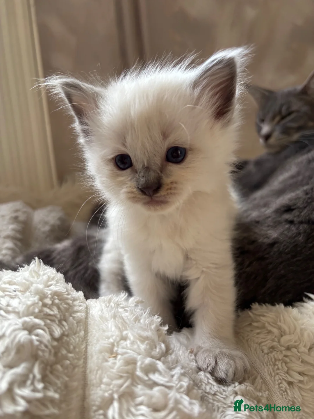 Ragdoll cats for sale: Gorgeous ragdolls 🤍🐾 - Advert 1