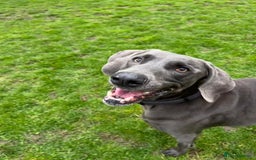 Weimaraner dogs for sale: 9 years old Winston looking for a new home  - Image 11
