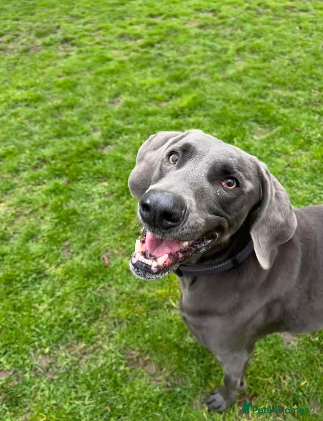 Weimaraner dogs for sale: 9 years old Winston looking for a new home  - Image 11