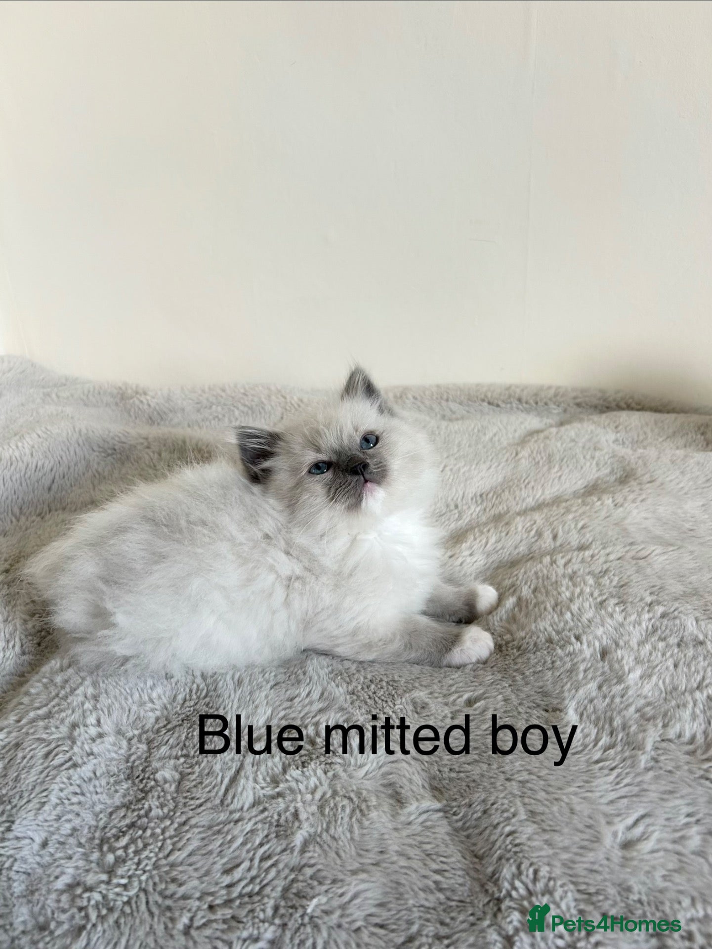 Ragdoll cats Ragdoll kittens - Advert 1
