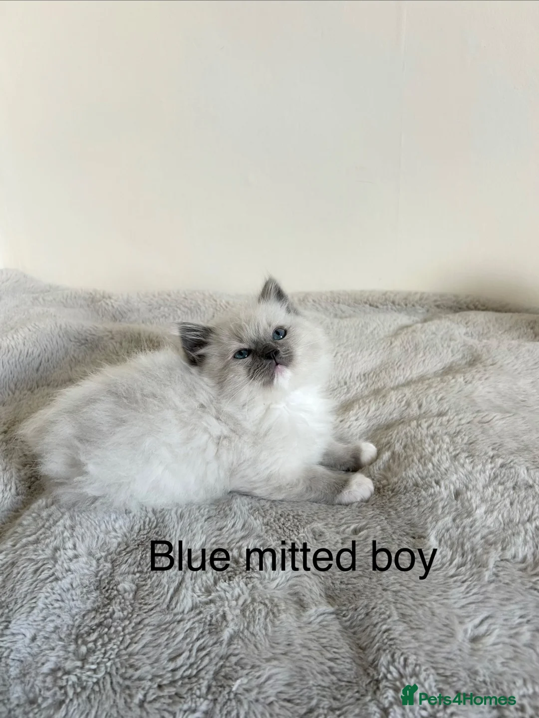 Ragdoll cats for sale: Ragdoll kittens - Advert 1