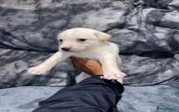 Mixed Breed dogs for sale: 8 beautiful staff cross shepsky pups  - Image 9