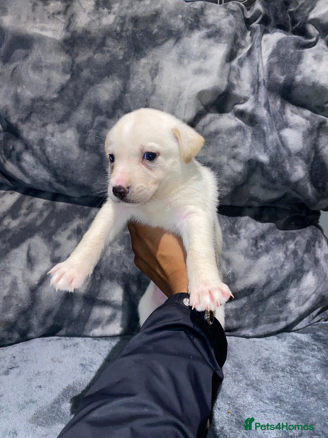 Mixed Breed dogs for sale: 8 beautiful staff cross shepsky pups  - Image 9