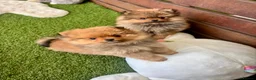 Pomeranian dogs for sale: STUNNING POMERANIAN PUPPYS  in Blackpool - Advert 7