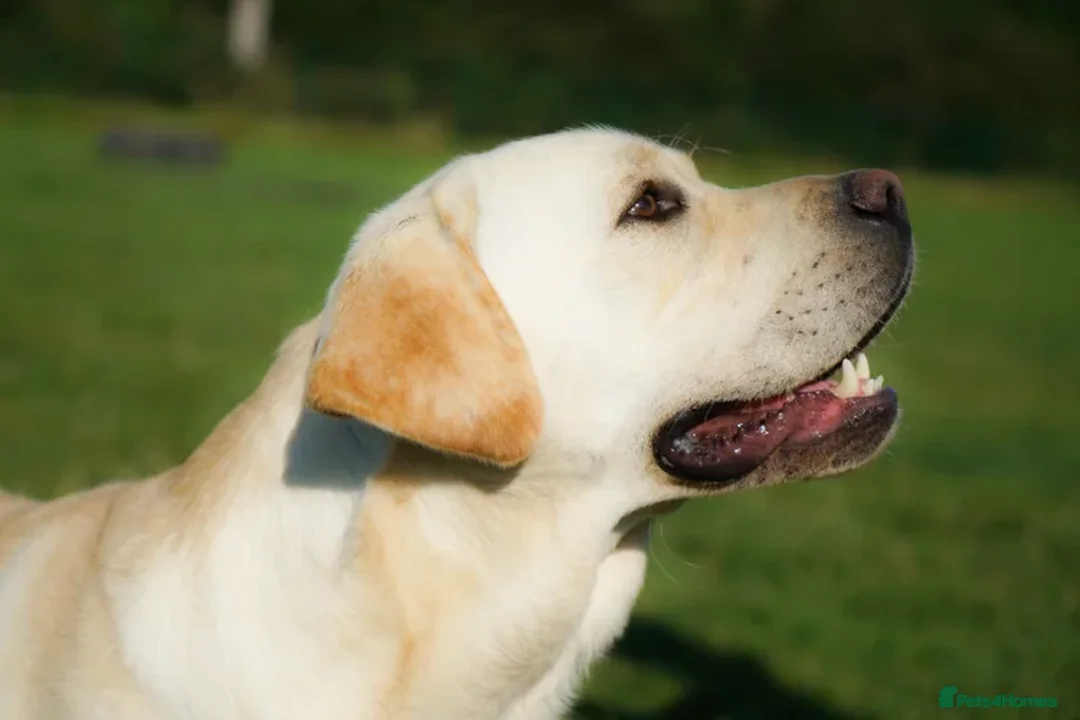 Labrador Retriever dogs for sale: Full Show & Fully health Tested Stud - Advert 13