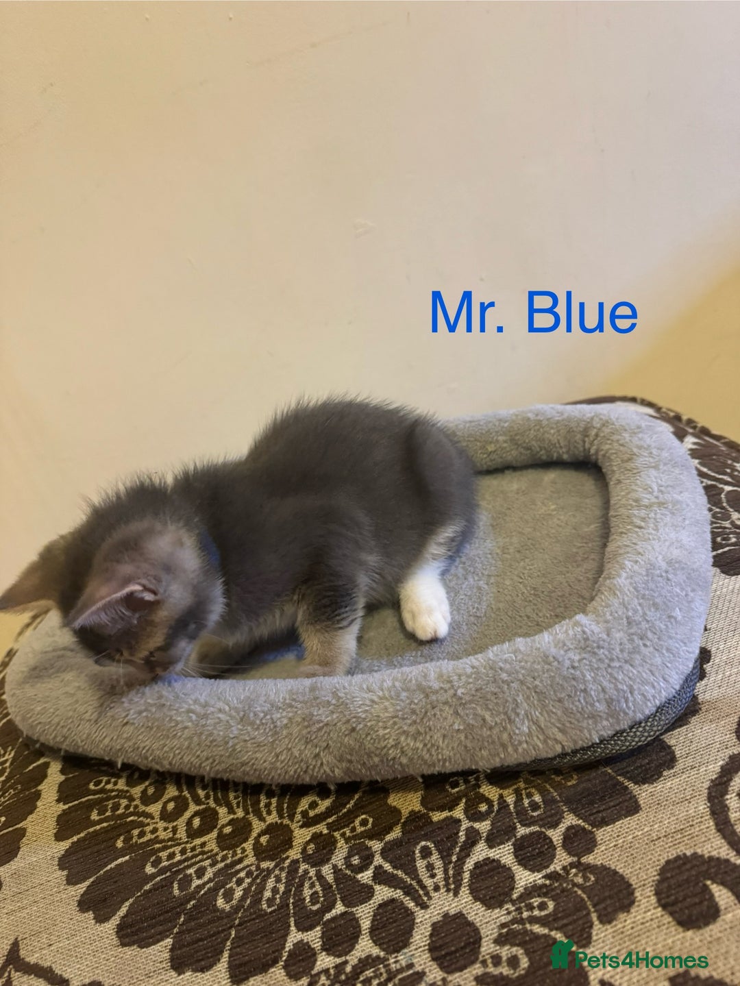 Domestic Shorthair cats for sale: Adorable Loving Kittens Looking for Forever Homes! - Advert 11