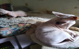 Sphynx cats for sale: I would like a girl and a boy in one family. - Image 6