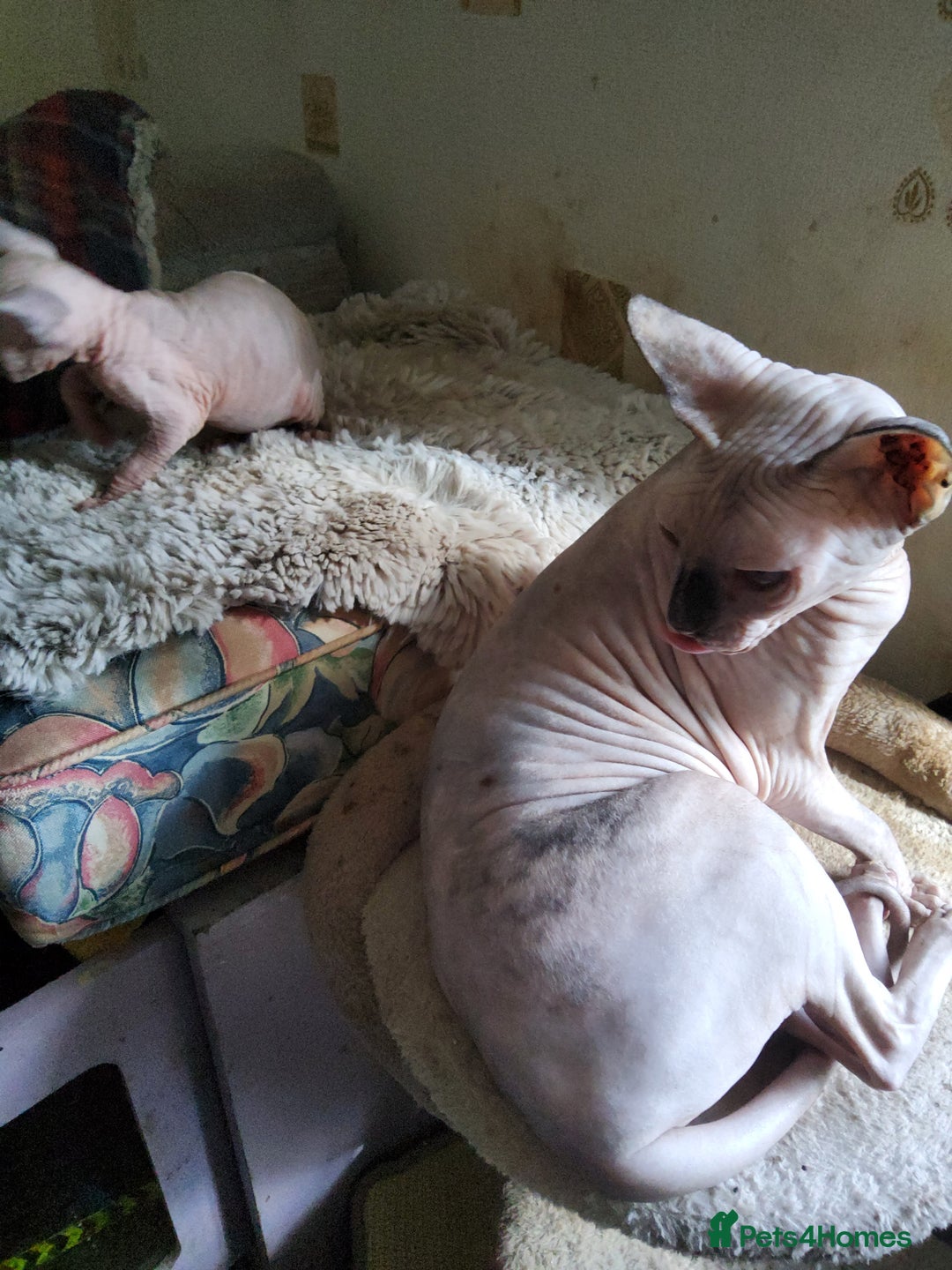 Sphynx cats for sale: I would like a girl and a boy in one family. - Image 6