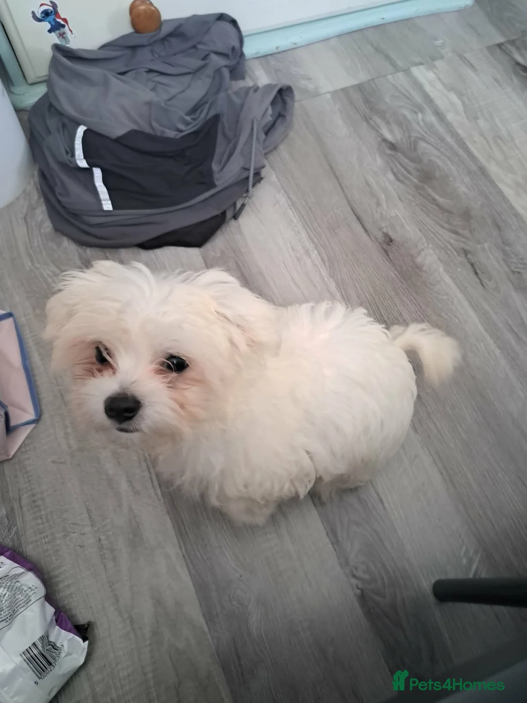 Mixed Breed dogs for sale: Maltese cross chihuahua  - Advert 2