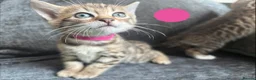 Bengal cats for sale: Beautiful Bengal Cross Kittens - Advert 13