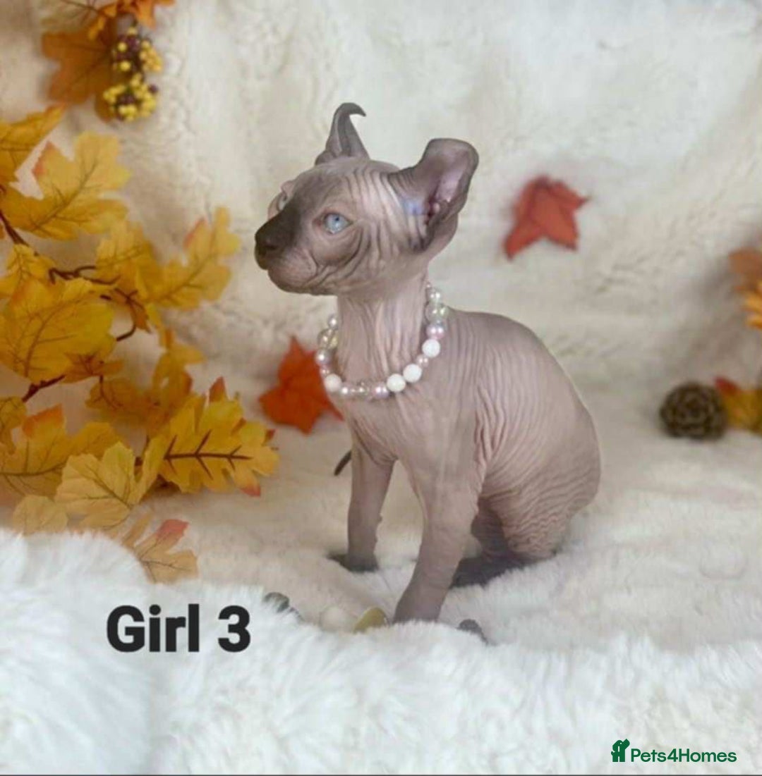 Sphynx cats for sale: 7 adorable Sphynx  looking for their forever home - Image 11