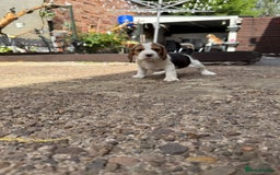 Beagle dogs for sale: Beagle puppies ready soon💕 - Image 12