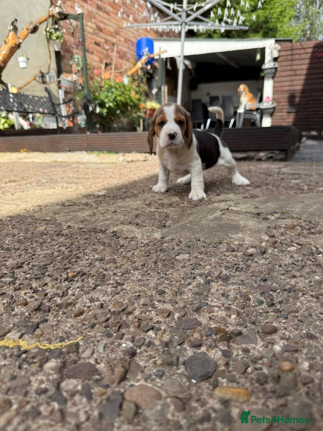 Beagle dogs for sale: Beagle puppies ready soon💕 - Image 12