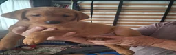 Labrador Retriever dogs for sale: Fox Red Labrador puppies  - Advert 3