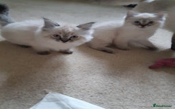 Ragdoll cats for sale: Ragdoll kittens.  - Image 4
