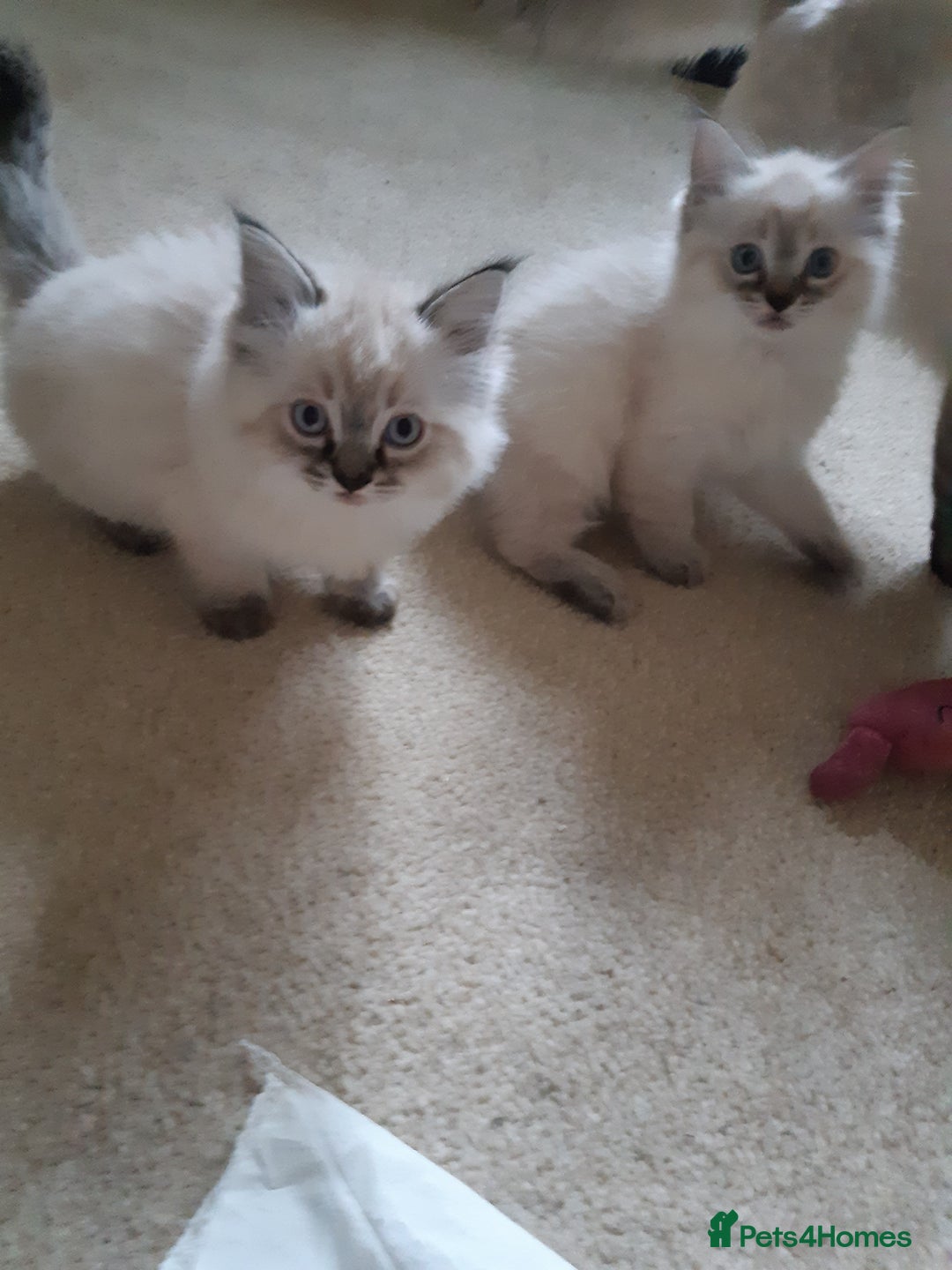 Ragdoll cats for sale: Ragdoll kittens.  - Image 4