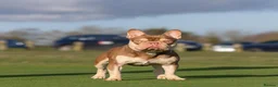 French Bulldog dogs for stud: 🏆KING HADE BEST ROJO AND TAN🏆  - Advert 4