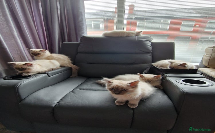 Ragdoll cats in Wallasey - Advert 6