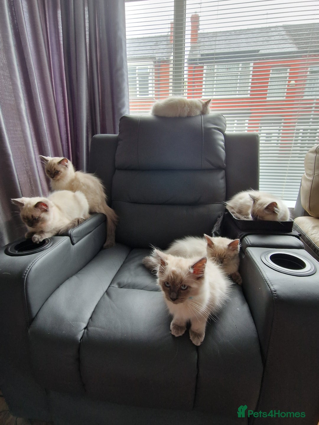 Ragdoll cats for sale: Beautiful Ragdoll Kittens in Wallasey - Image 5