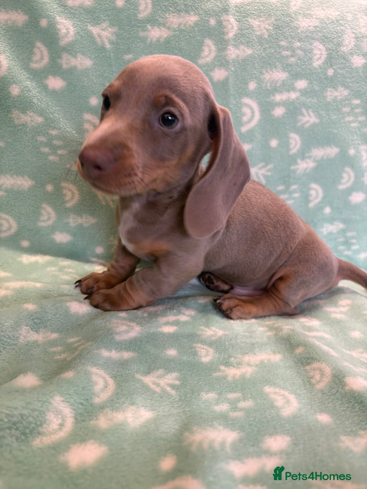 Miniature Dachshund dogs 1 male minature dachshund available !!🏡💙 - Advert 8