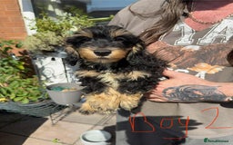 Mixed Breed dogs for sale: cross mini dachshund - Image 1