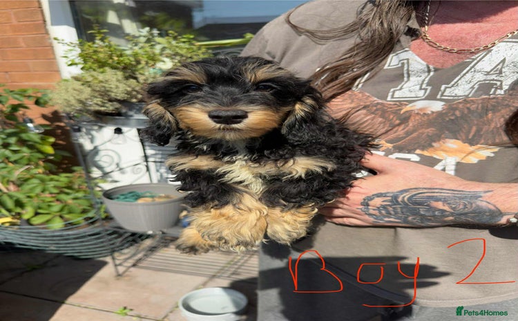 Mixed Breed dogs - Advert 1