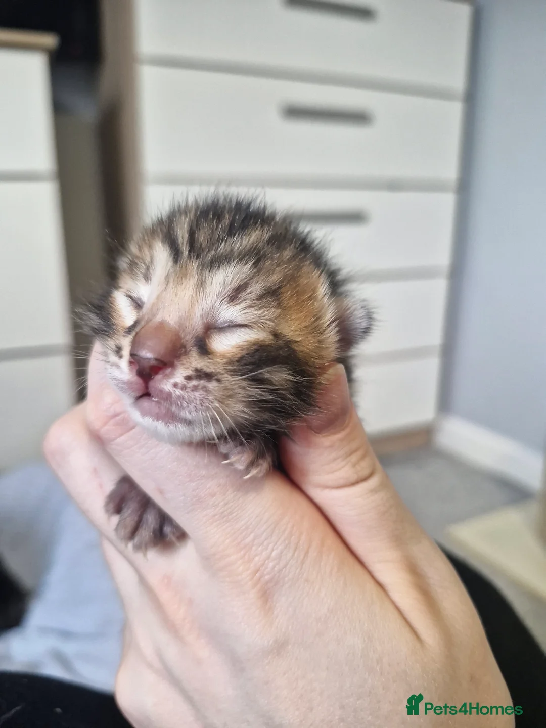 Bengal cats for sale: Genetic Health Tested Snow & Brown Bengal Kittens - Advert 12