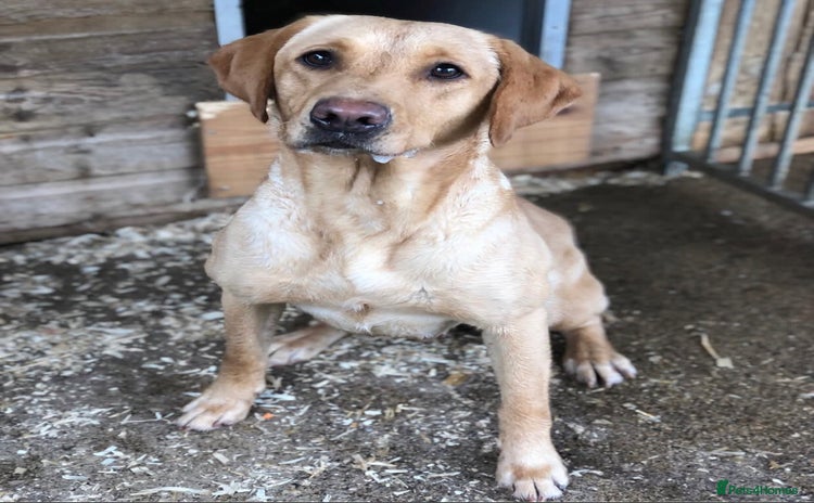 Labrador Retriever dogs - Advert 2