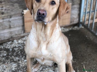 Labrador Retriever dogs - Advert 9