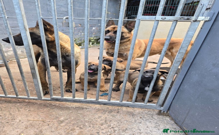Belgian Shepherd Dog dogs - Advert 1