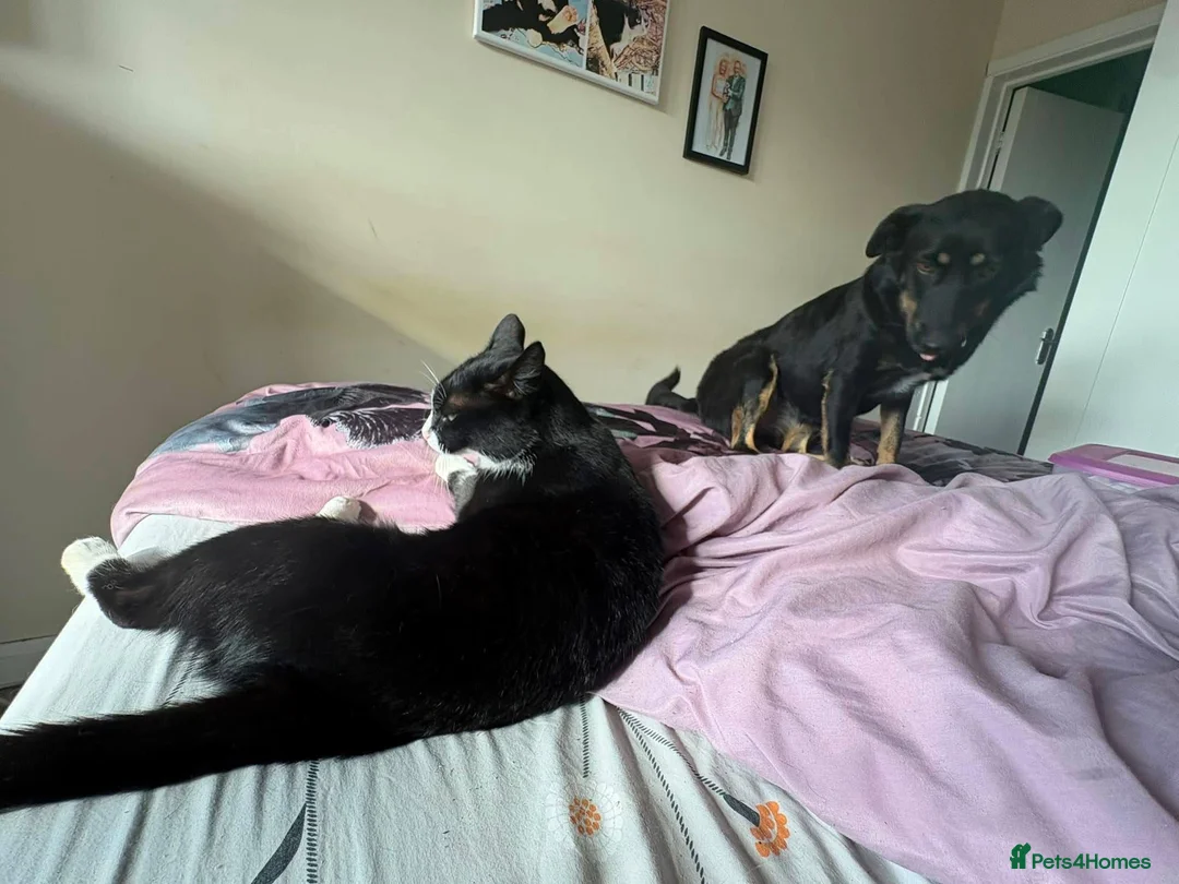 Mixed Breed dogs for adoption: Grace - Norwich Norfolk  - Advert 18
