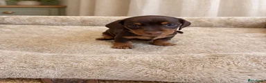Miniature Dachshund 1