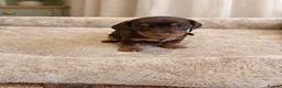 Miniature Dachshund dogs for sale: Miniature Smooth-Haired Dachshund Puppies Puppies in Oxford - Advert 16