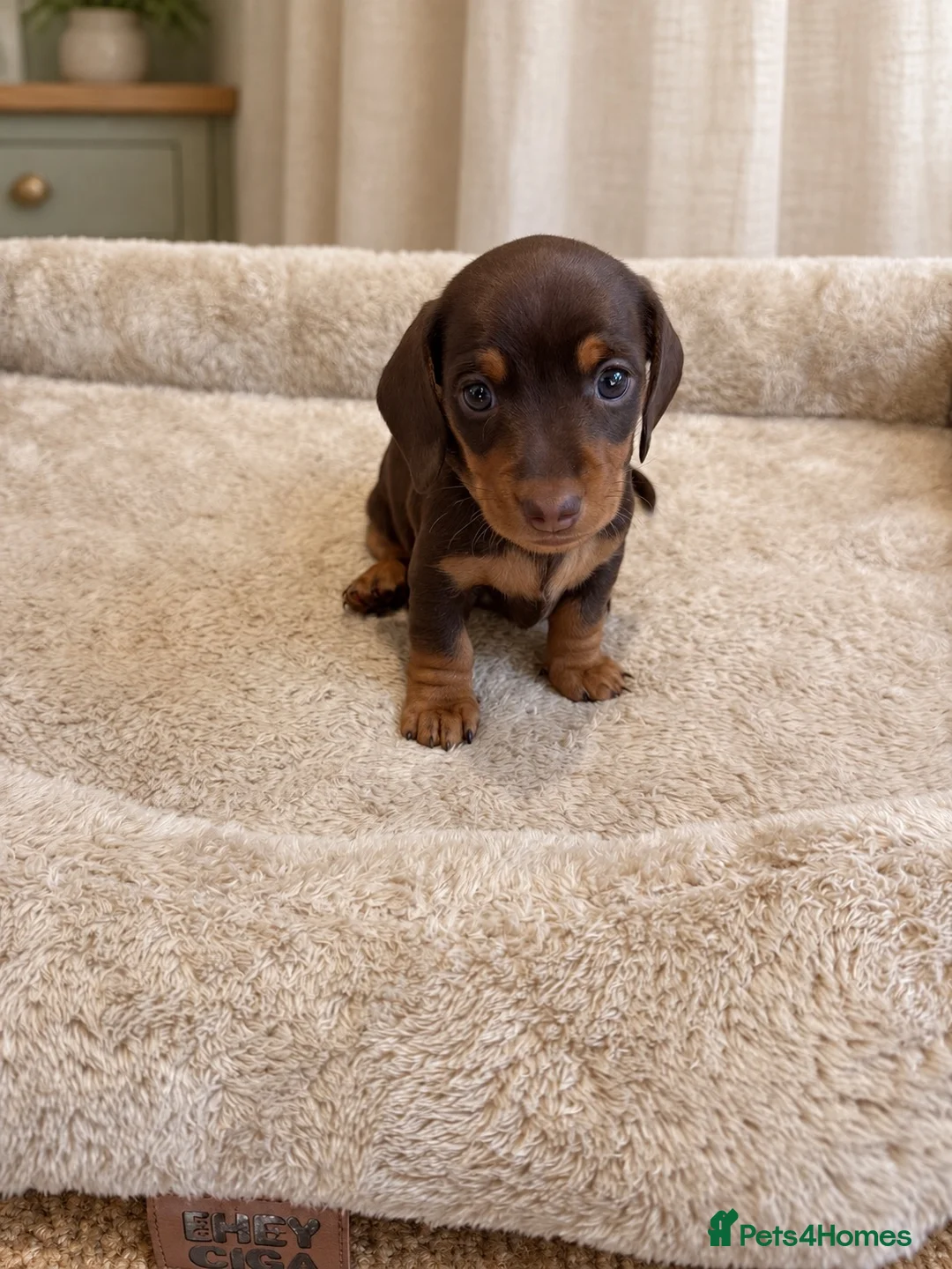 Miniature Dachshund dogs for sale: Miniature Smooth-Haired Dachshund Puppies Puppies in Oxford - Advert 16