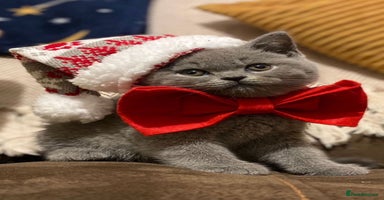 British Shorthair cats Beautiful BSH Kittens GCCF, Xmas Ready Viewings  - Advert 3